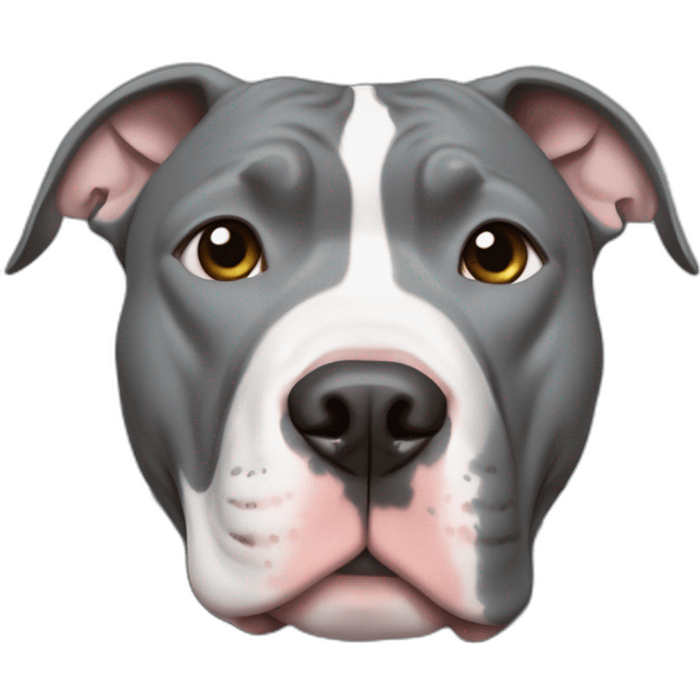 Blue nose grey pitbull with white chest and cut off ears emoji