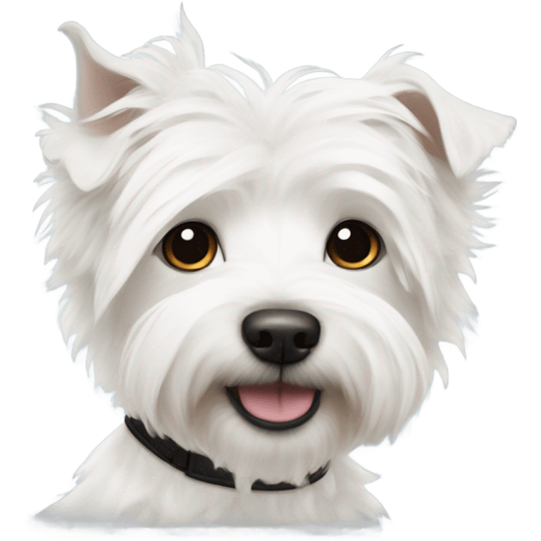 West Highland White Terrier crossed with Westiepoo with black collar emoji