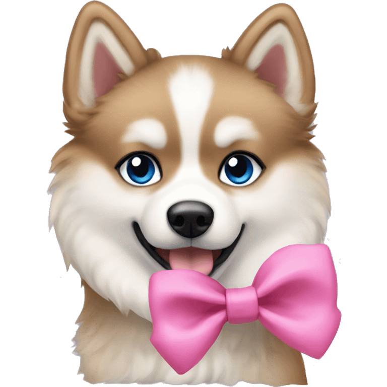 A pomsky dog with black and beige fur, blue eyes and wearing a pink bow in the head emoji