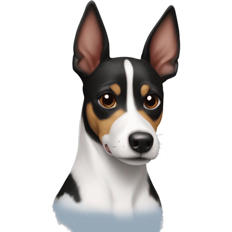 Black and white basenji rat terrier mix with point ears  emoji