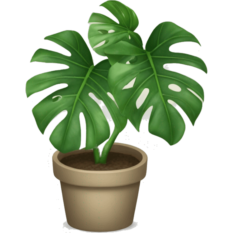 Monstera albo plant emoji