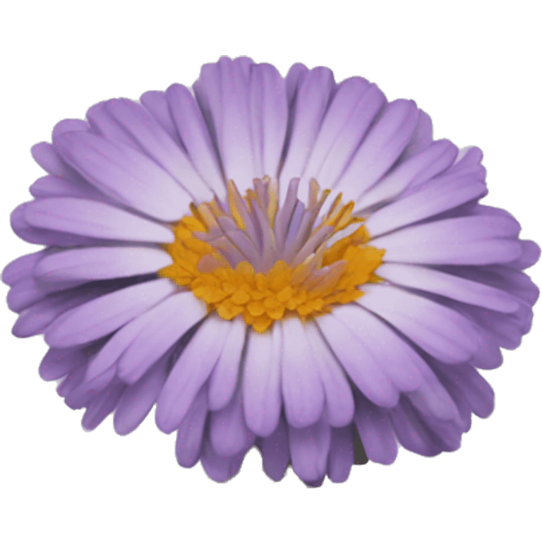 Calendula lilac emoji