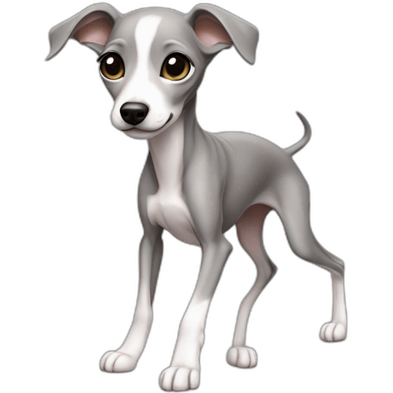 Full body Italian greyhound female puppy, gray color with white chest, shinning eyes jumping emoji