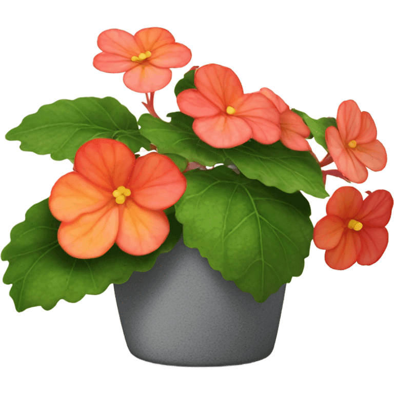 Begonia flower plant  emoji