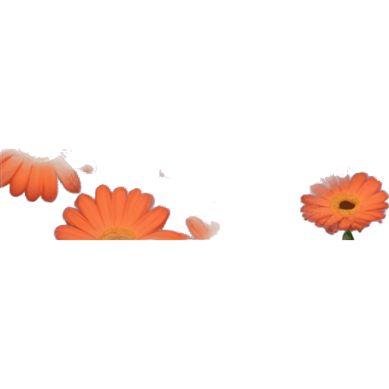 Gerberas flower emoji