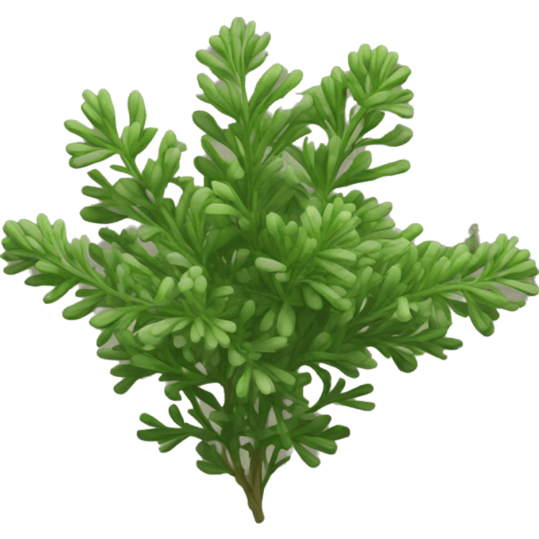 thyme emoji