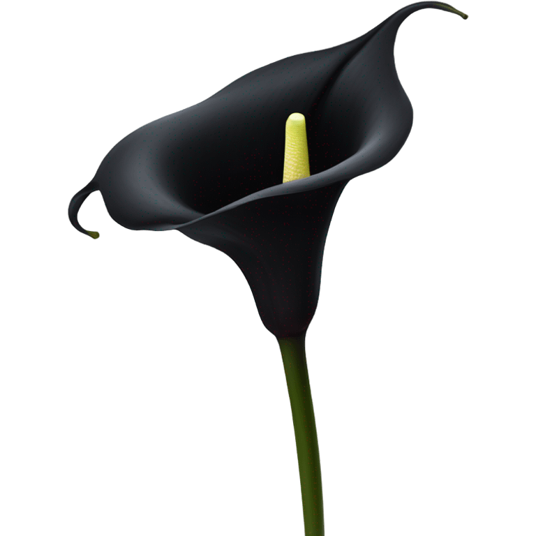 black calla lilly flower emoji