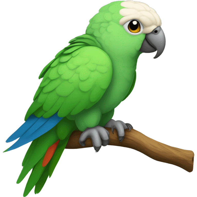 Quaker hteen parrot with an atitude emoji