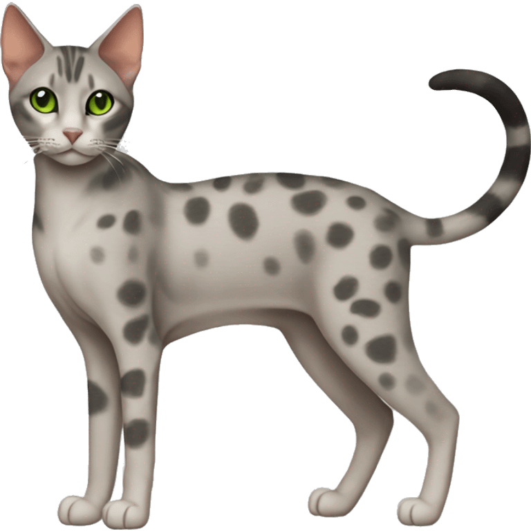 Short-haired oriental cat ,full body , grey coat with spots , green eyes , terracotta nuzzle emoji