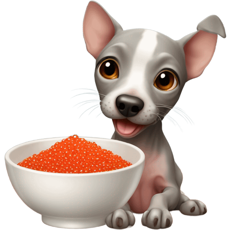 American Hairless Terrier eating red caviar  emoji