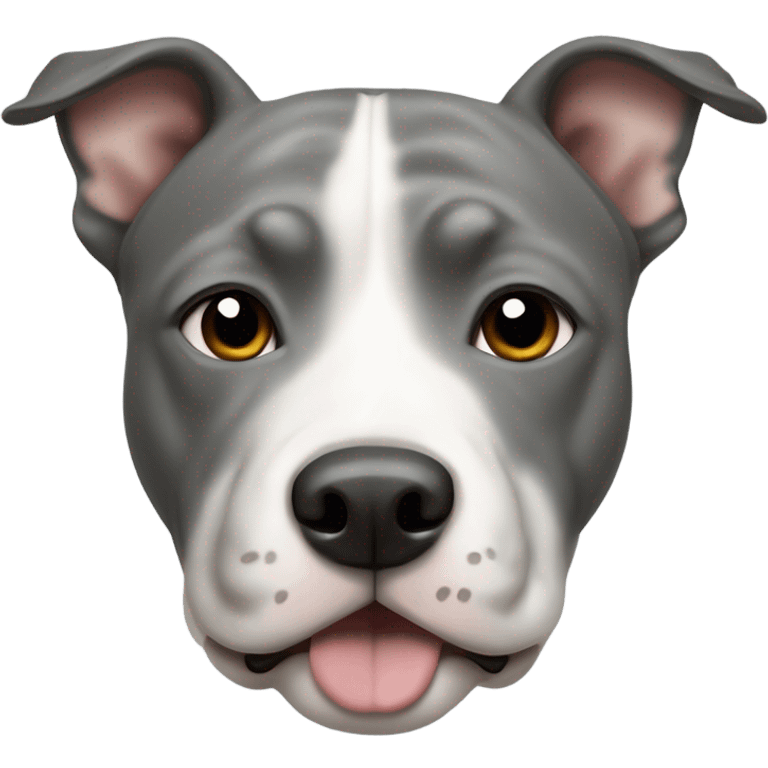 Grey Stafford shire bull terrier dog portrait with a small white line between his eyes, a grey nose, and a white chest emoji