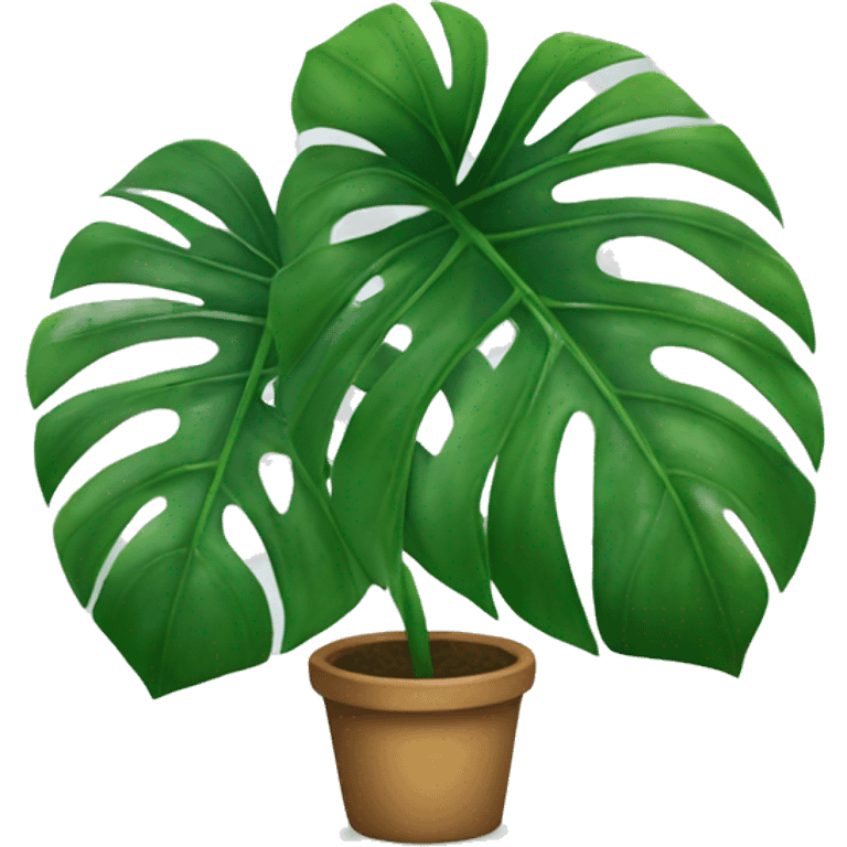 Monstera plant  emoji