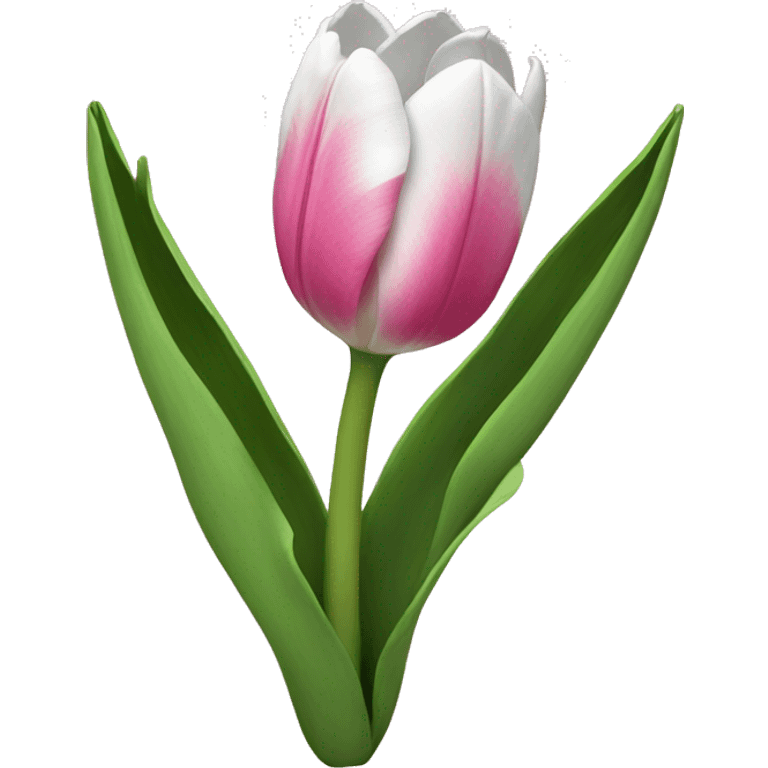 Pink and White Tulip  emoji