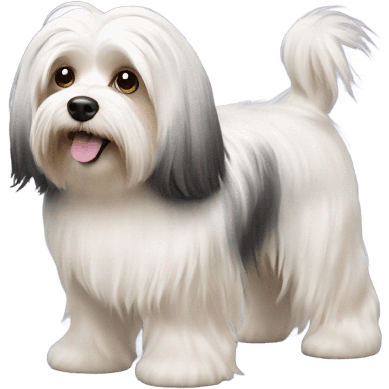 havanese dog walk with long hair all the way down to the feet emoji