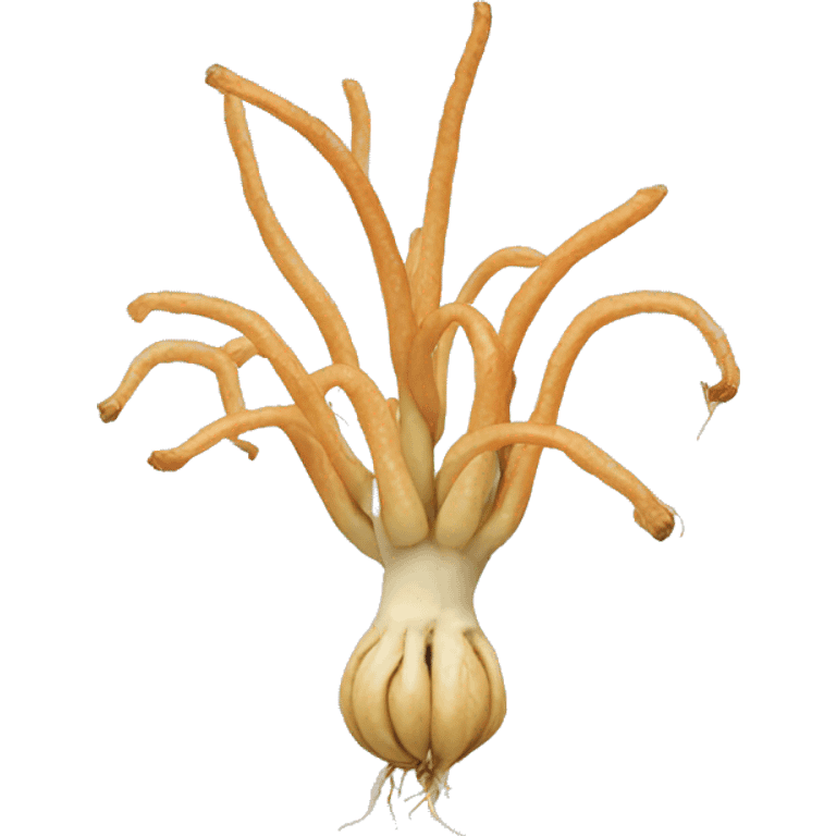 Ginseng  emoji