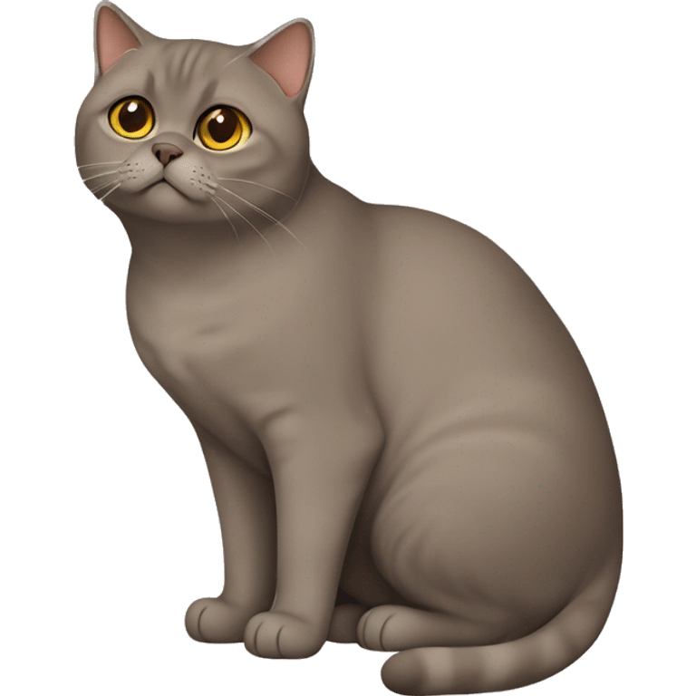 brown british shorthair cat emoji