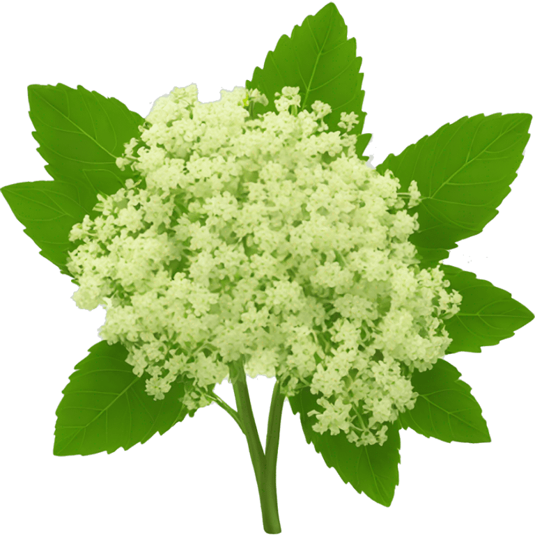 elderflower emoji