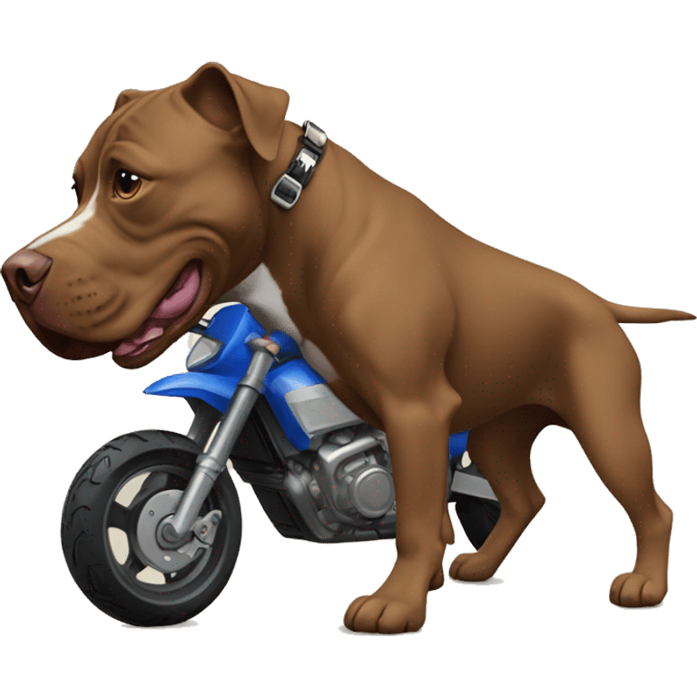 pero pitbull marron, andando en moto enduro emoji