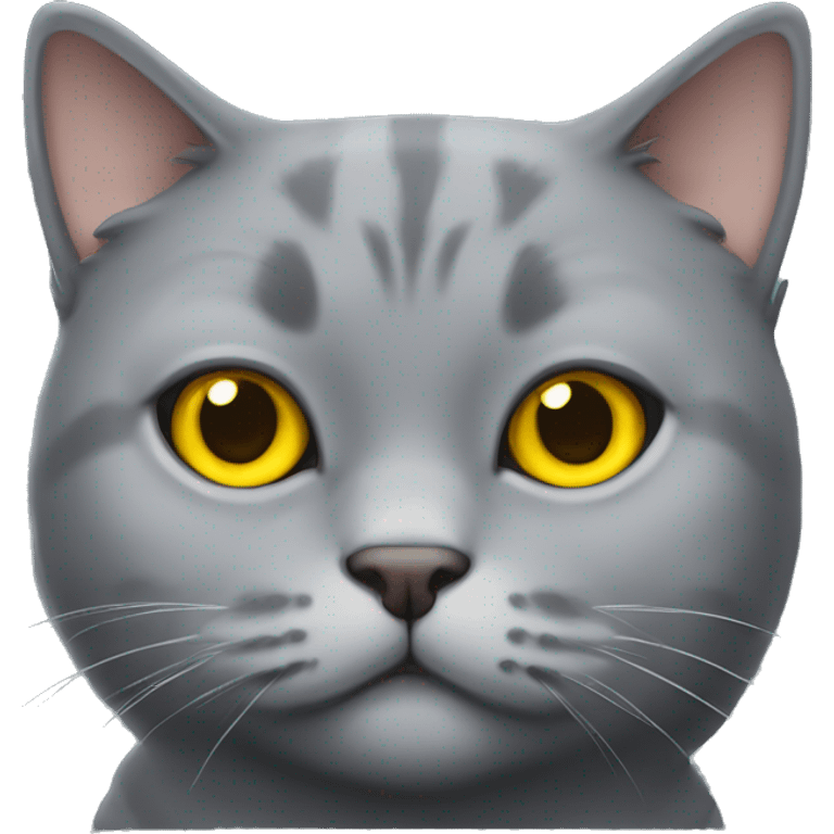 Scottish gray cat chubby with yellow eyes emoji