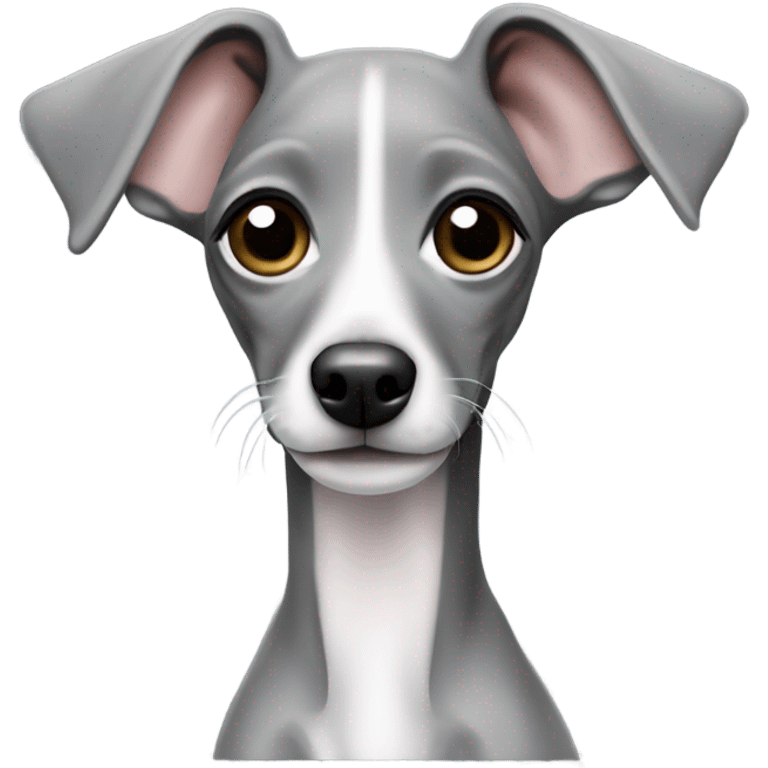 Cute Italian greyhound puppy all solid grey  emoji