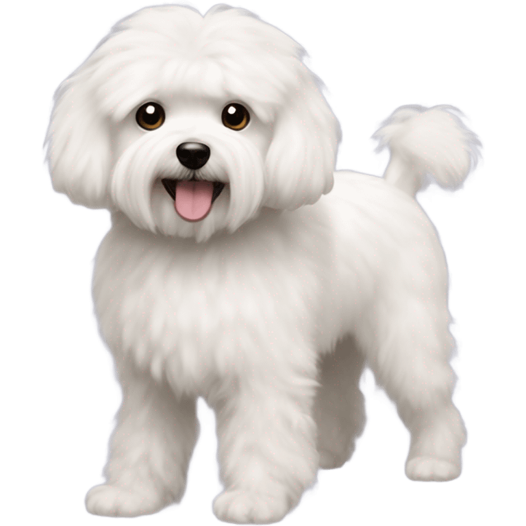 Maltese poodle emoji