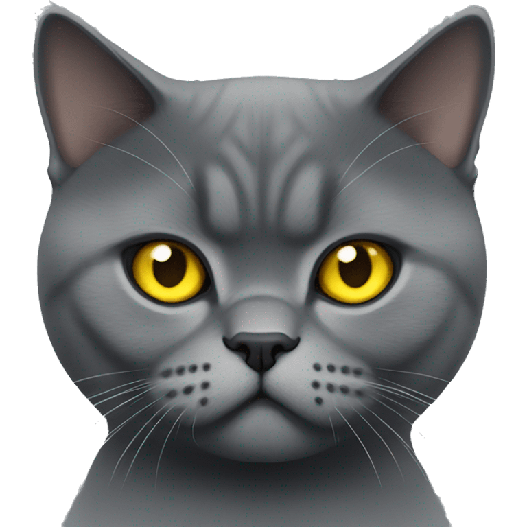 Dark gray angry British shorthair with yellow eyes  emoji