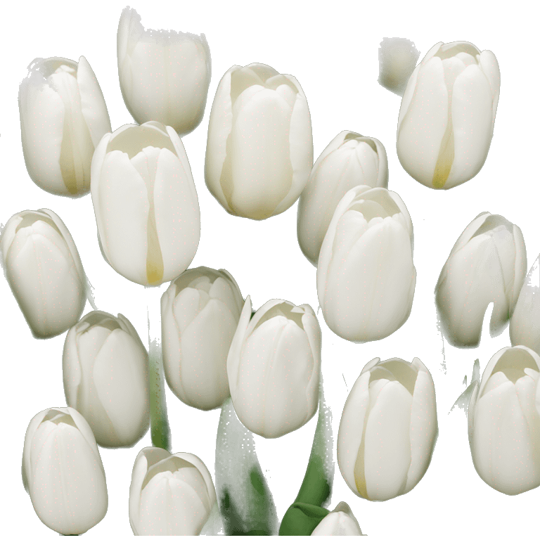 White tulips  emoji