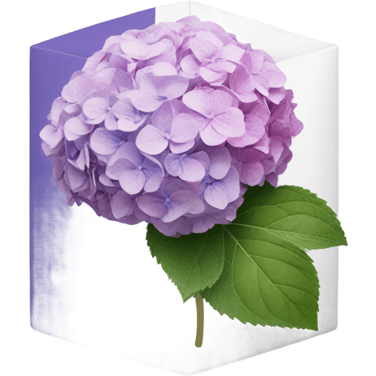 faded hydrangea from pink to purple inside white box  emoji