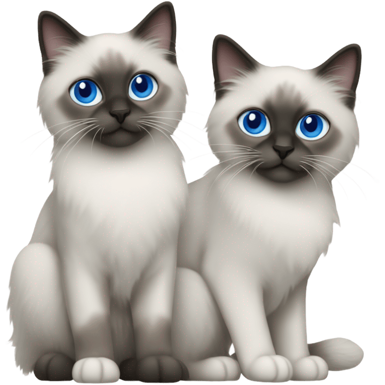 Two Blue point ragdoll cats with short length hair, with blue eyes, dark face  emoji