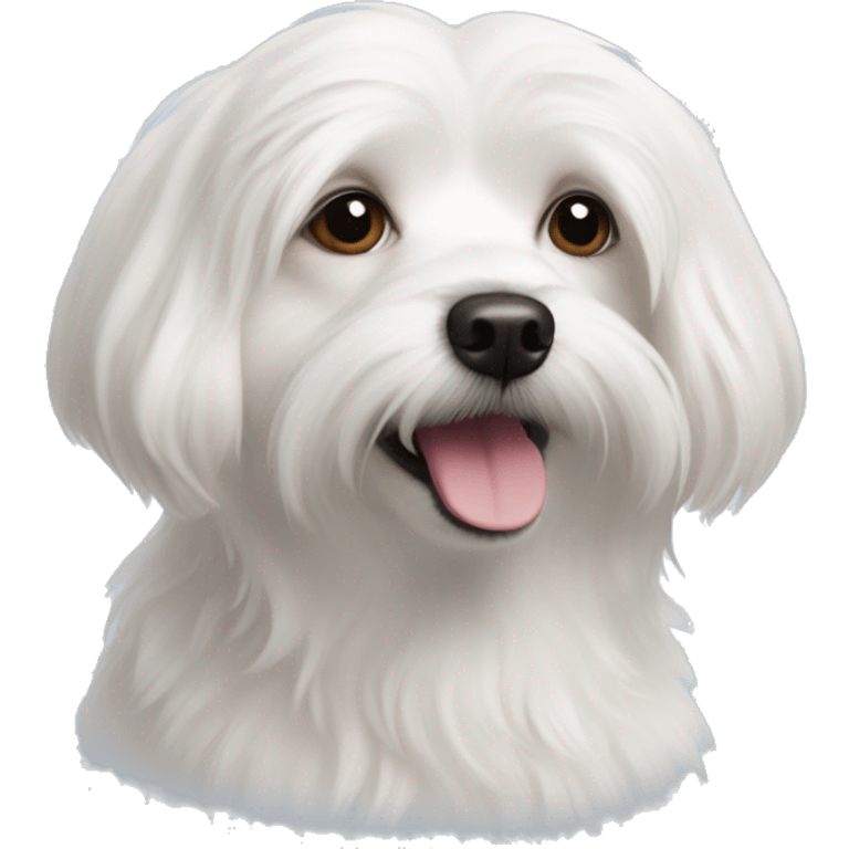 Coton de tulear and chihuahua mix emoji