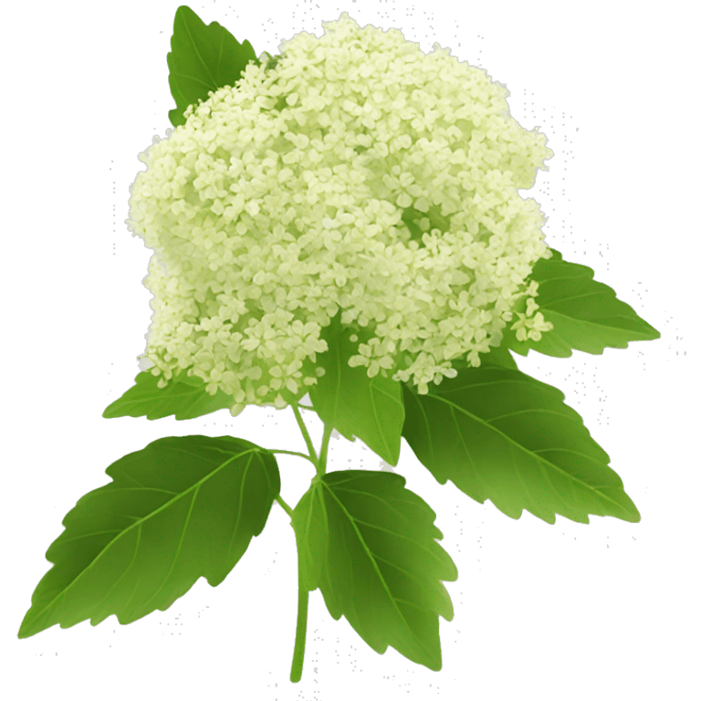 elderflower emoji