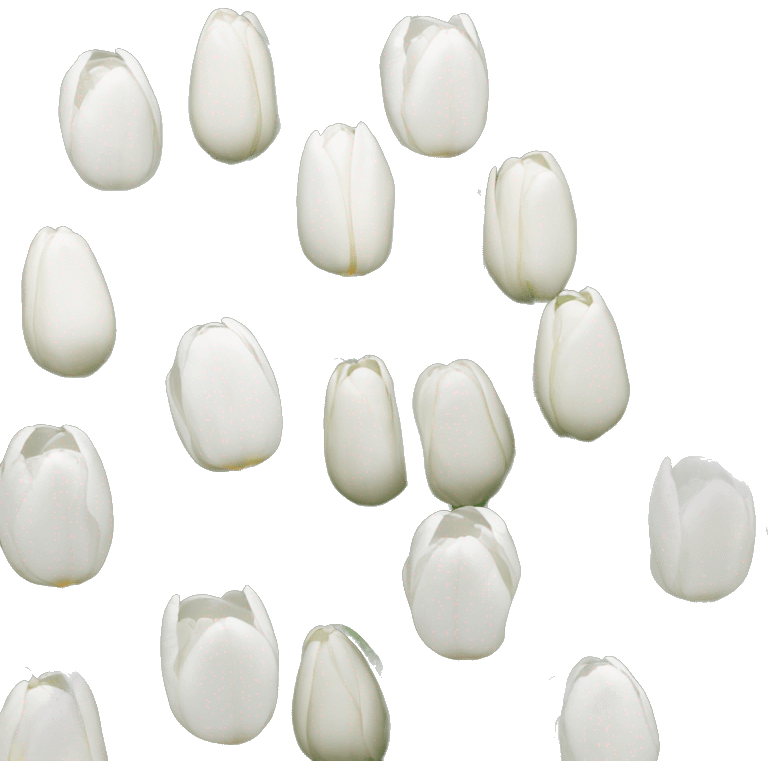 White tulips emoji