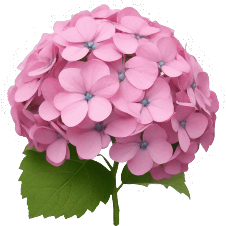 Pink hydrangea  emoji