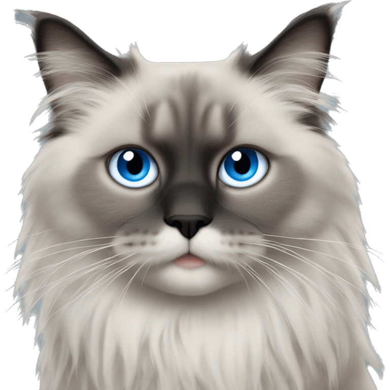 Light grey fluffy ragdoll kat with grey face and black nose with a white chin and blue eyes emoji style emoji