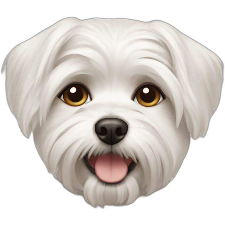 Short haired Maltese dog cheese emoji