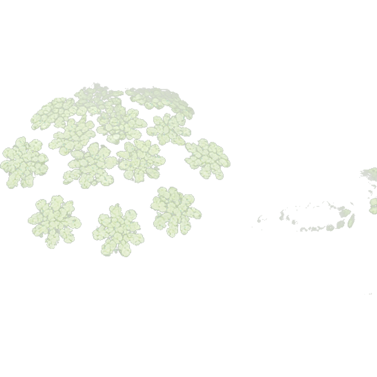 Queen Anne’s lace isolated emoji