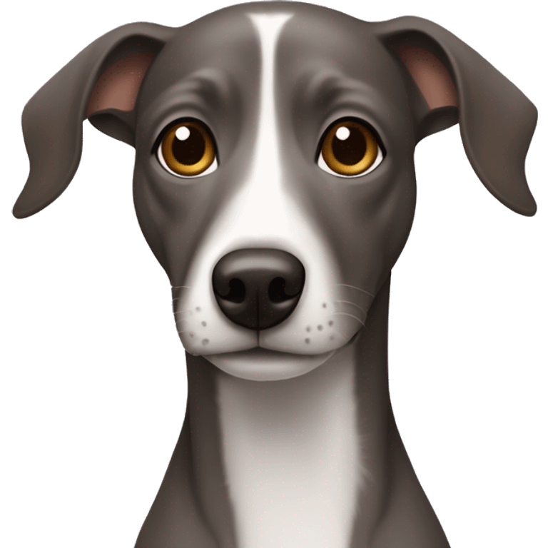 Dark Grey brown Formosa mountain dog and Italian greyhound mix emoji