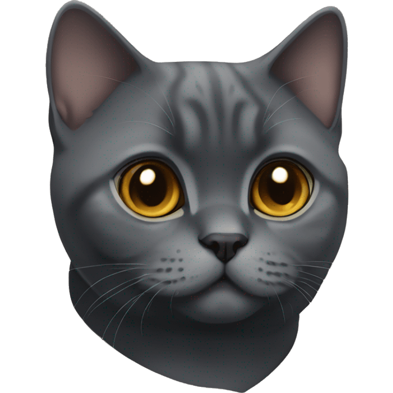 Black British Shorthair with light Brown eyes emoji