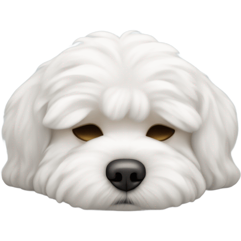 Sleep bichon maltese, the gender of the bichon maltese is a boy  emoji