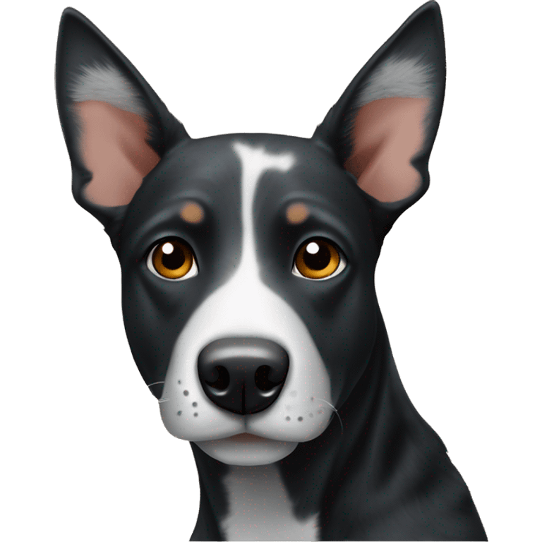 Black cattle dog with pointy ears and white stripe down nose  emoji