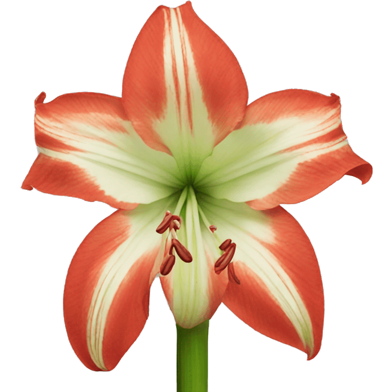 amaryllis  emoji