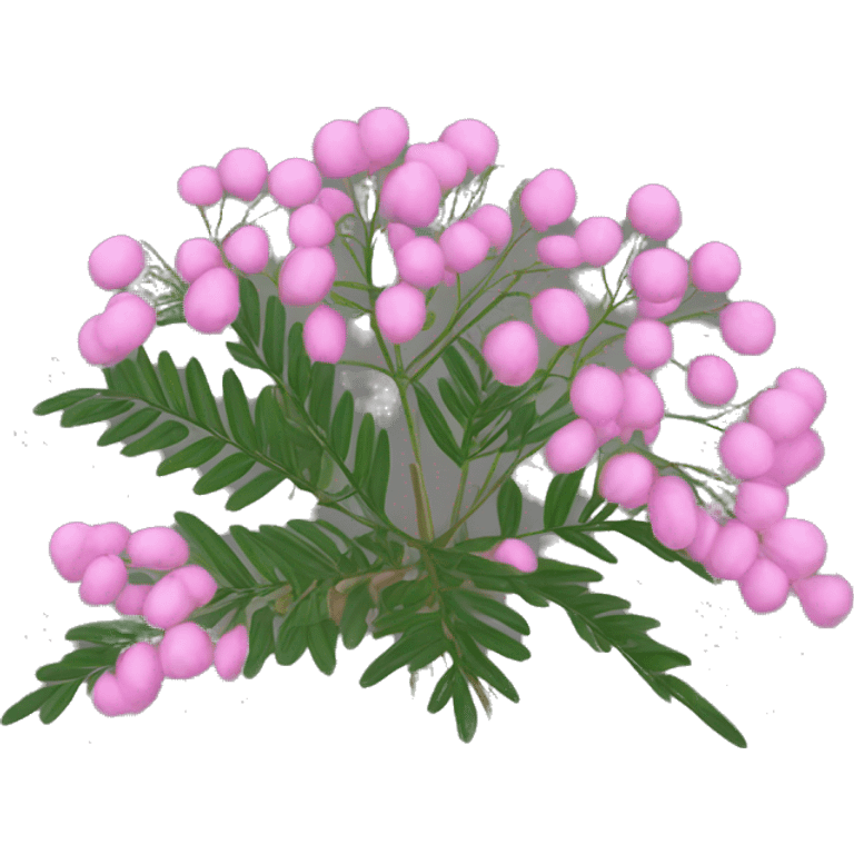 shame plant mimosa podia dormilona moriviví pink flower emoji