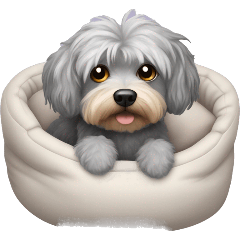 Gray hair with some dark hair Morkiepoo laying in plush dog bed emoji