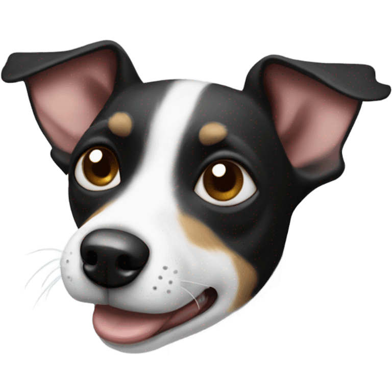 Black and white Rat Terrier feeling nauseated  emoji