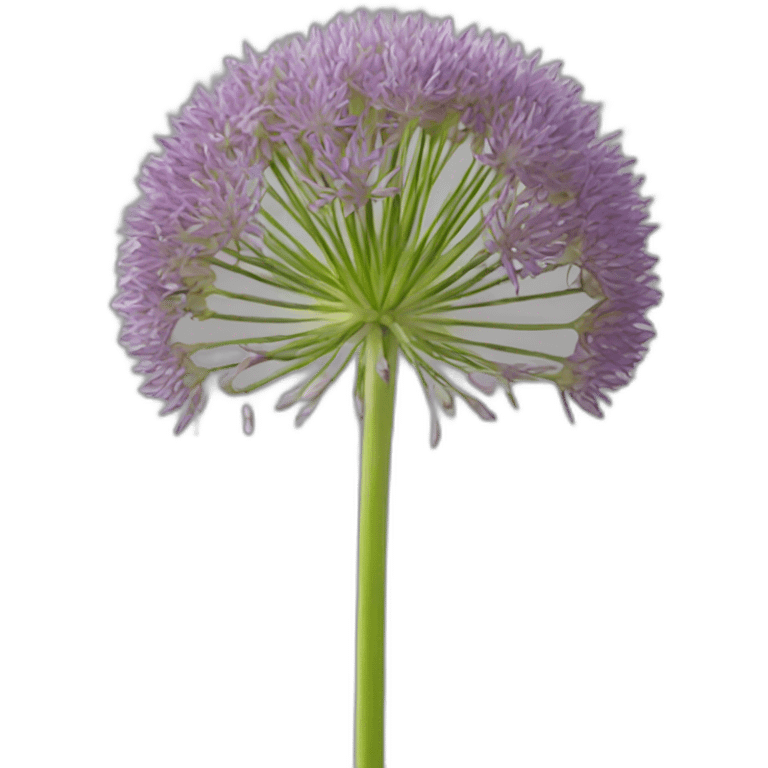 Allium cepa emoji