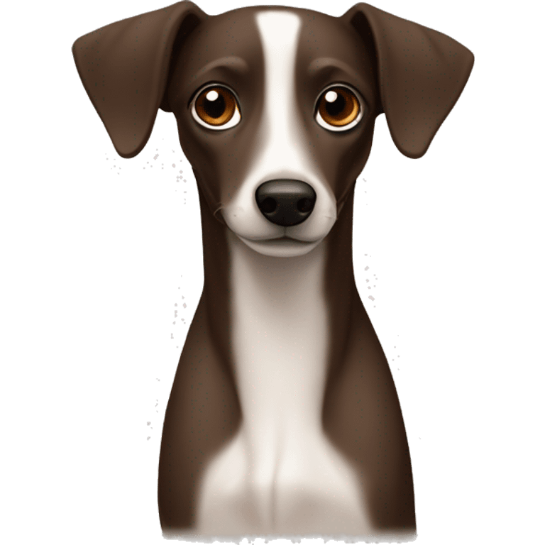 Dark brown Formosa mountain dog and Italian greyhound mix, dark brown eyes, ears up emoji