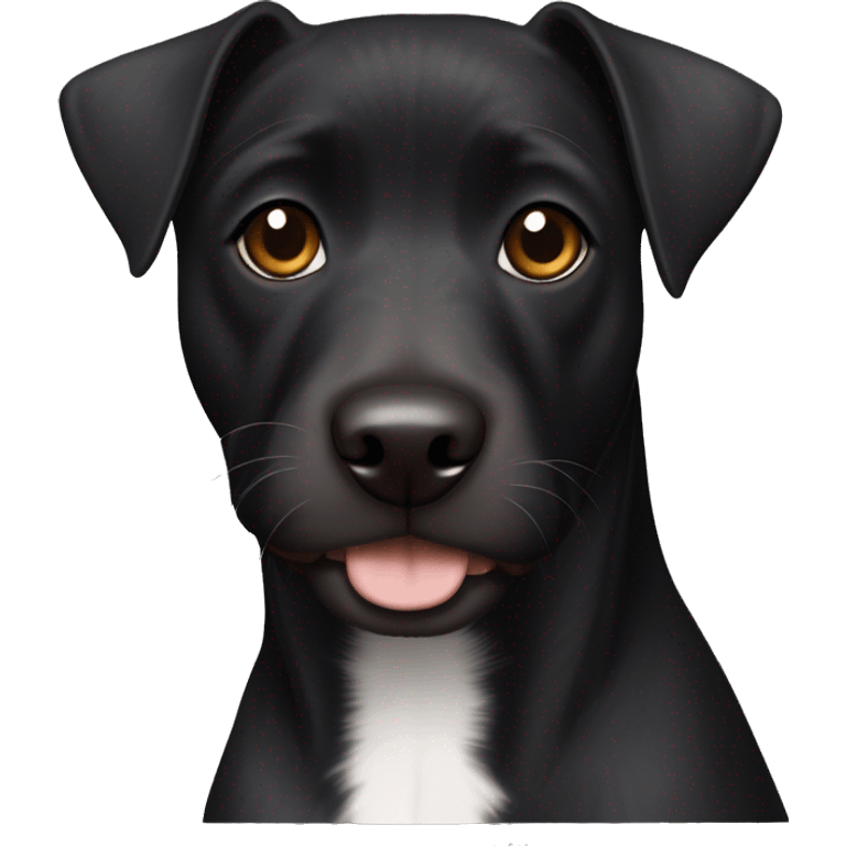 A black Patterdale Terrier dog with a white patch on its chest and brown eyes.  emoji