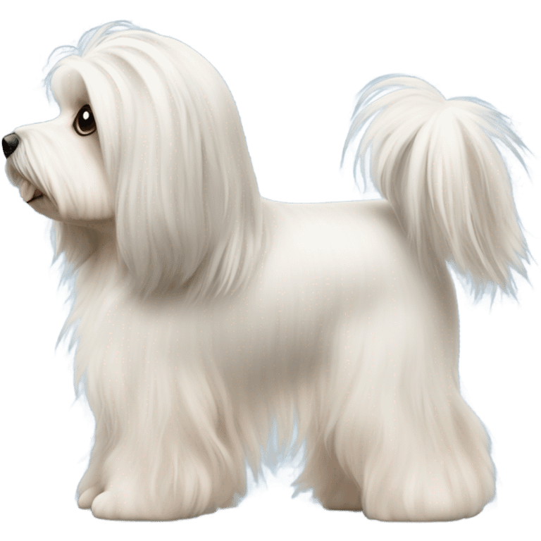 Side view of Havanese with long hair all the way down to the dogs feet at a dog show  emoji