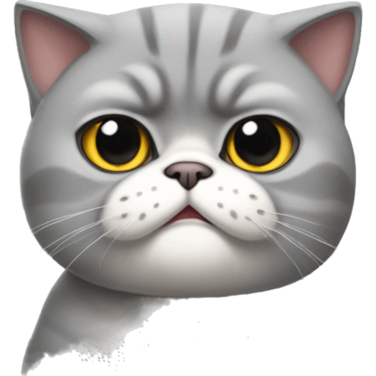 big grey angry Exotic shorthair cat  emoji