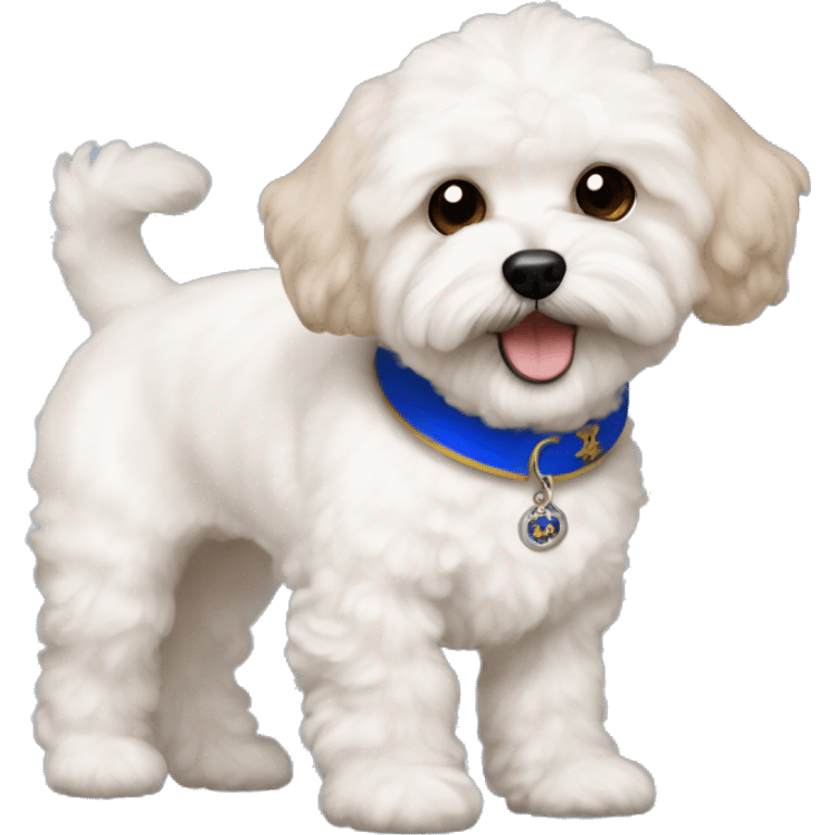 white maltipoo dog with light brown ears and a little brown fur on the mouth, black nose and black eyes, and a royal blue collar emoji